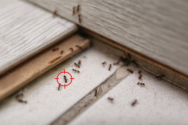 Best Best Pest Control Companies  in Cameron Park, TX