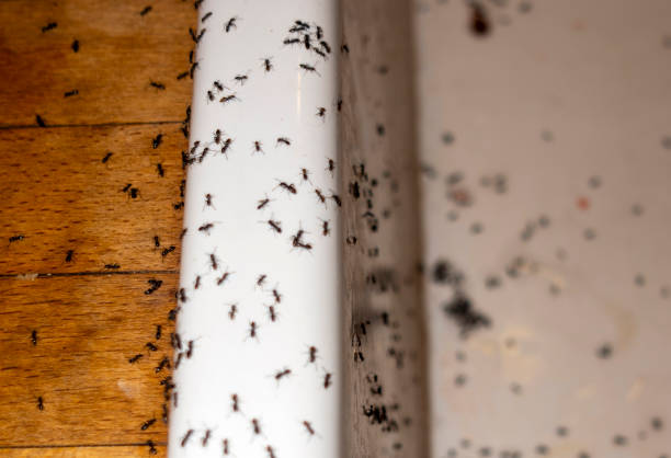 Best Insect Control  in Cameron Park, TX